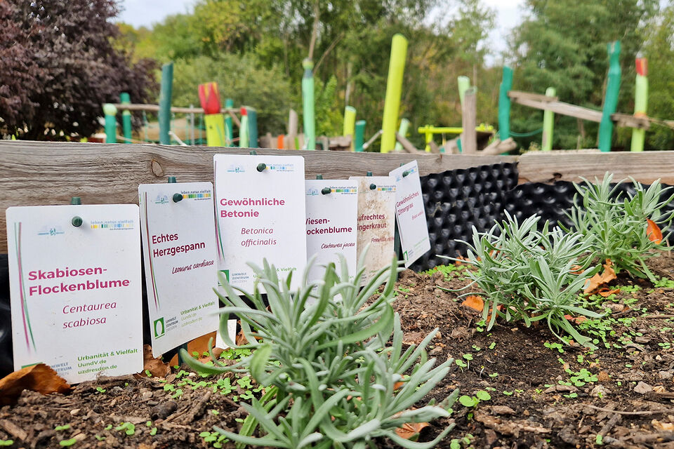 Kräutergarten mit Bezeichnung der Kräuter in der DRK Kita Knirpsenland